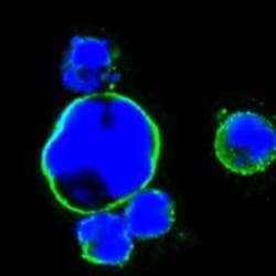 Islet-1 Antibody (1H9), Novus Biologicals 0.1mL; Unlabeled:Antibodies,