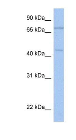ISLR-2 Antibody, Novus Biologicals 100&mu;L; Unlabeled:Antibodies, Polyclonal