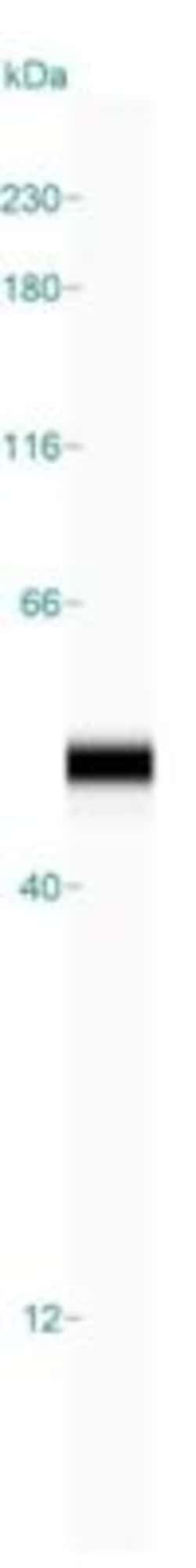 Isocitrate Dehydrogenase 1/IDH1 Antibody, Novus Biologicals 0.1mL; Unlabeled:Antibodies,