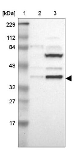ISY1 Antibody, Novus Biologicals 0.1mL; Unlabeled:Antibodies, Polyclonal
