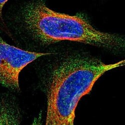 ITCH/AIP4 Antibody, Novus Biologicals 0.1mL; Unlabeled:Antibodies, Polyclonal