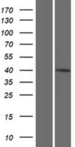 Novus Biologicals™ ITF46 Overexpression Lysate