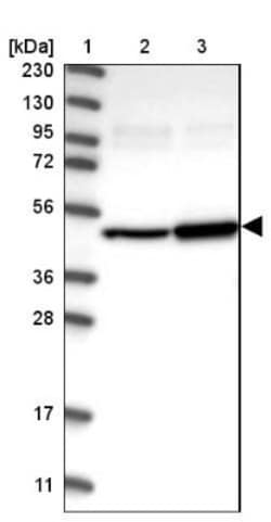 ITFG1 Antibody, Novus Biologicals:Antibodies:Primary Antibodies