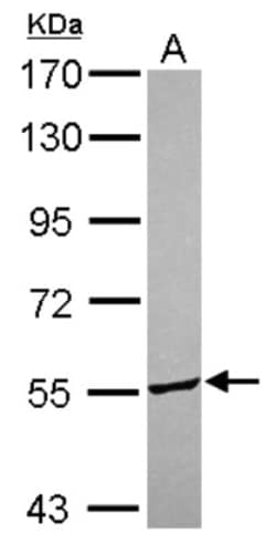 ITFG3 Antibody, Novus Biologicals 0.1 mL | Buy Online | Novus Biologicals | Fisher Scientific