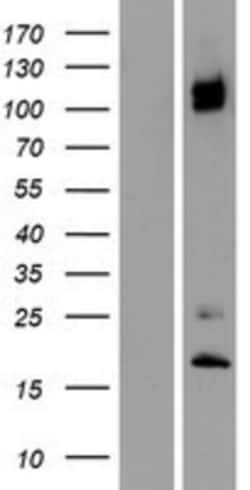 Novus Biologicals&trade;&nbsp;Integrin alpha 8 Overexpression Lysate