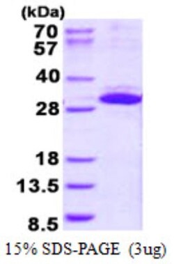 Novus Biologicals&trade;&nbsp;Recombinant Human ITGB1BP3 His Protein