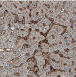 ITIH4 Antibody (CL1858), Novus Biologicals:Antibodies:Primary Antibodies