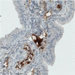 ITIH4 Antibody (CL1858), Novus Biologicals:Antibodies:Primary Antibodies