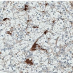 ITIH4 Antibody (CL1858), Novus Biologicals:Antibodies:Primary Antibodies