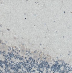 ITIH4 Antibody (CL1858), Novus Biologicals:Antibodies:Primary Antibodies