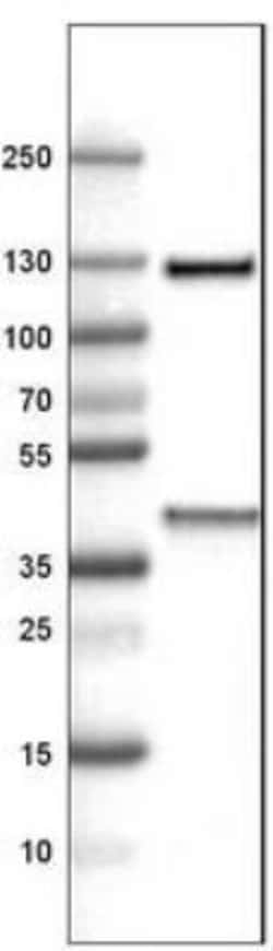 ITIH4 Antibody (CL1858), Novus Biologicals:Antibodies:Primary Antibodies