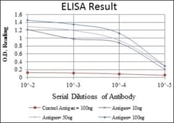 ITK Antibody (5G6), Novus Biologicals:Antibodies:Primary Antibodies