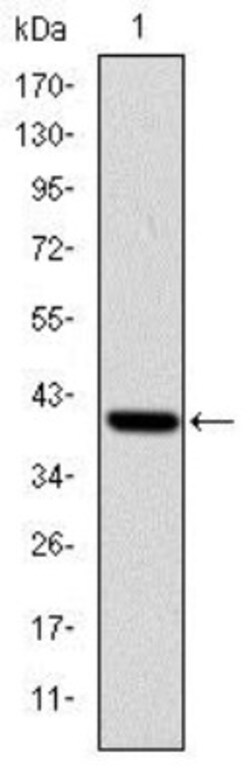 ITK Antibody (5G6), Novus Biologicals:Antibodies:Primary Antibodies