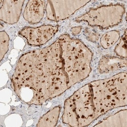ITPA Antibody, Novus Biologicals 0.1mL; Unlabeled:Antibodies, Polyclonal