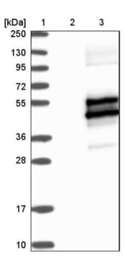 IZUMO1 Antibody, Novus Biologicals:Antibodies:Primary Antibodies