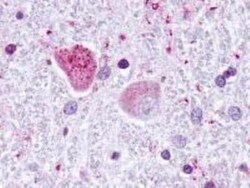 JAB1 Antibody (2A10.8), Novus Biologicals 0.1mg; Unlabeled:Antibodies,