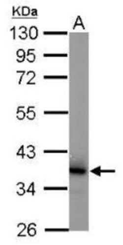 JAB1 Antibody (2A10.8), Novus Biologicals 0.1mg; Unlabeled:Antibodies,