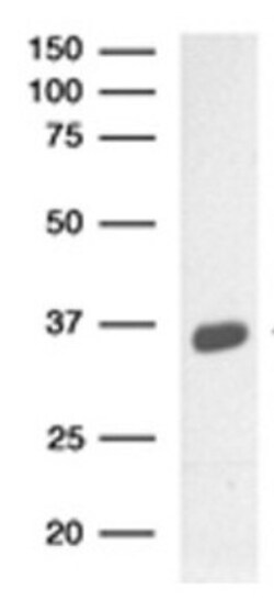 JAB1 Antibody (8H8.5), Novus Biologicals 0.1mL; Unlabeled:Antibodies, Monoclonal