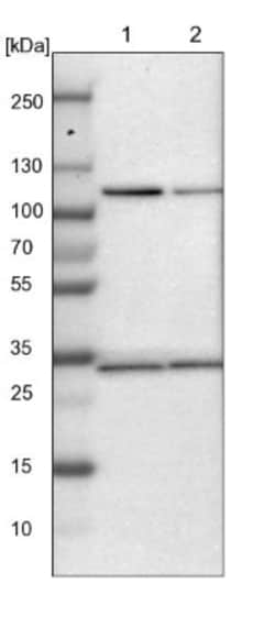 Jade-1/PHF17 Antibody, Novus Biologicals:Antibodies:Primary Antibodies