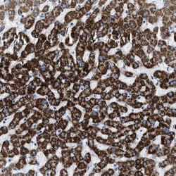 Jade-1/PHF17 Antibody, Novus Biologicals:Antibodies:Primary Antibodies