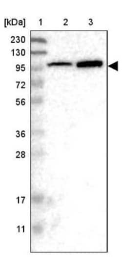 Jade-1/PHF17 Antibody, Novus Biologicals:Antibodies:Primary Antibodies