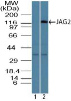 Jagged 2 Antibody, Novus Biologicals:Antibodies:Primary Antibodies