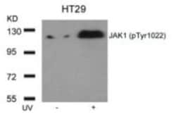 Jak1, p Tyr1022 Antibody, Novus Biologicals 0.05 mg; Unconjugated:Antibodies,