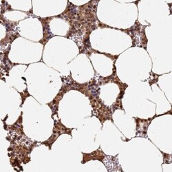 Jak2 Antibody, Novus Biologicals 0.1mL; Unlabeled:Antibodies, Polyclonal
