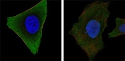 Jak3 Antibody (5H2), Novus Biologicals:Antibodies:Primary Antibodies