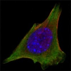 Jak3 Antibody (5H2), Novus Biologicals:Antibodies:Primary Antibodies