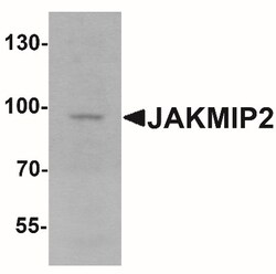 JAKMIP2 Antibody - BSA Free, Novus Biologicals:Antibodies:Primary Antibodies