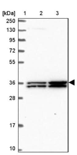 AMICA/JAML Antibody, Novus Biologicals:Antibodies:Primary Antibodies