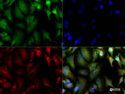 JAMP Antibody - BSA Free, Novus Biologicals:Antibodies:Primary Antibodies