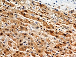 JAMP Antibody - BSA Free, Novus Biologicals:Antibodies:Primary Antibodies