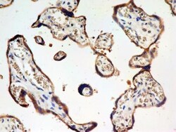 JAMP Antibody - BSA Free, Novus Biologicals:Antibodies:Primary Antibodies