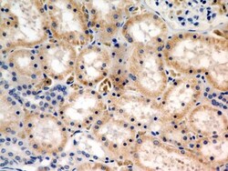 JAMP Antibody - BSA Free, Novus Biologicals:Antibodies:Primary Antibodies