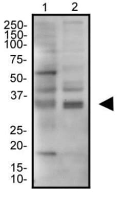 JAMP Antibody - BSA Free, Novus Biologicals:Antibodies:Primary Antibodies