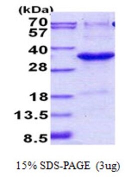 Novus Biologicals&trade;&nbsp;Recombinant Human JAZF1 His Protein