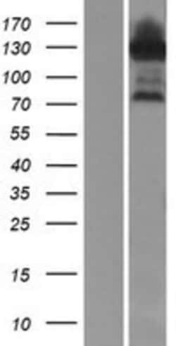 Novus Biologicals&trade;&nbsp;JIP1 Overexpression Lysate