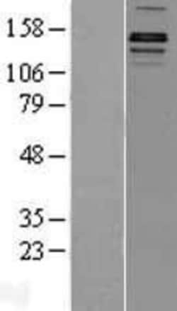 Novus Biologicals&trade;&nbsp;Lysine (K)-specific Demethylase 3A/KDM3A/JMJD1A Overexpression Lysate