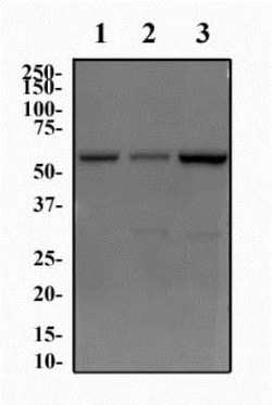 JMJD2D Antibody - BSA Free, Novus Biologicals 0.1mL; Unlabeled:Antibodies,