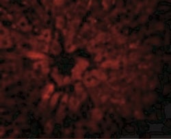 JMJD5 Antibody - BSA Free, Novus Biologicals 0.025 mg, Unconjugated:Antibodies,