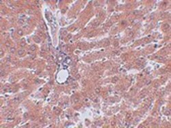 JMJD5 Antibody - BSA Free, Novus Biologicals:Antibodies:Primary Antibodies