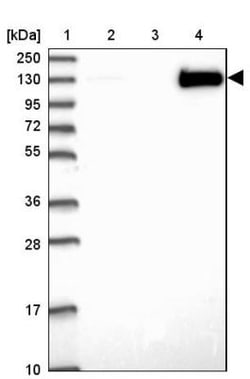 JMY Antibody, Novus Biologicals:Antibodies:Primary Antibodies