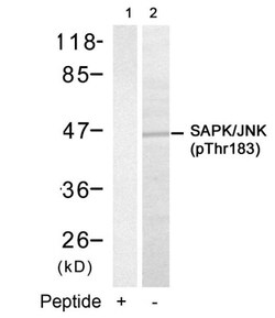 JNK1, p Thr183 Antibody, Novus Biologicals 0.05 mg; Unconjugated:Antibodies,
