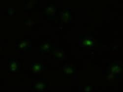 JNK1 Antibody (OTI4E3), Novus Biologicals 0.1mL; Unlabeled:Antibodies,