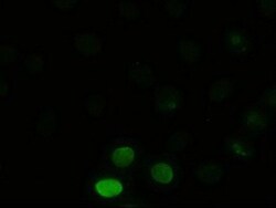 JNK1 Antibody (OTI4E3), Novus Biologicals 0.1mL; Unlabeled:Antibodies,