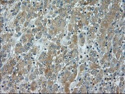 JNK1 Antibody (OTI4E3), Novus Biologicals 0.1mL; Unlabeled:Antibodies,