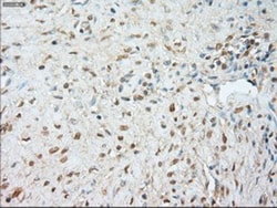 JNK1 Antibody (OTI4E3), Novus Biologicals 0.1mL; Unlabeled:Antibodies,