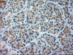 JNK1 Antibody (OTI4E3), Novus Biologicals 0.1mL; Unlabeled:Antibodies,